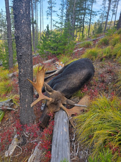 First shot of dead bull.jpg First shot of dead bull.jpg