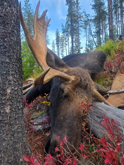close up of dead bull.jpg close up of dead bull.jpg