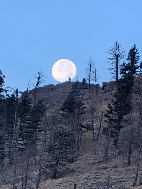 morning Moonsest.jpeg
