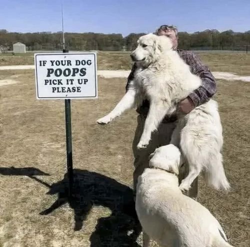 dogpoops.jpg
