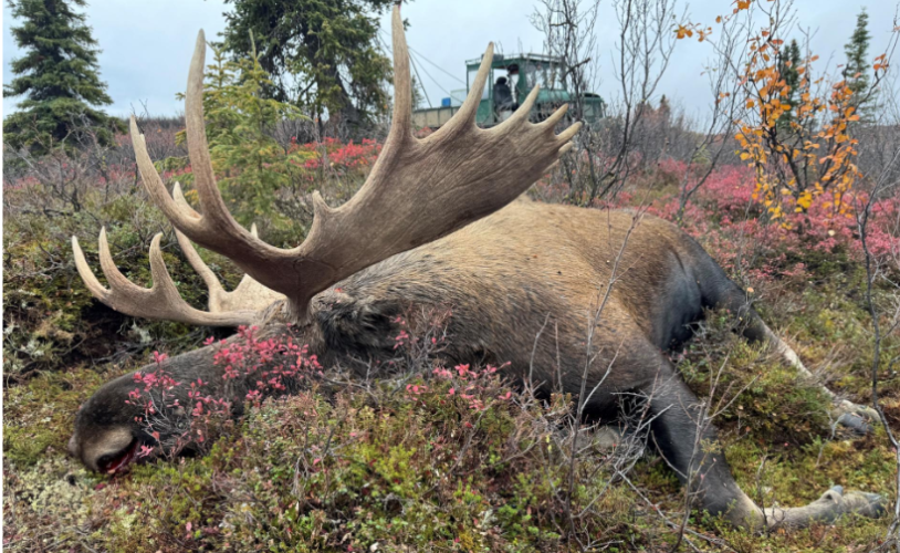 moose down.png