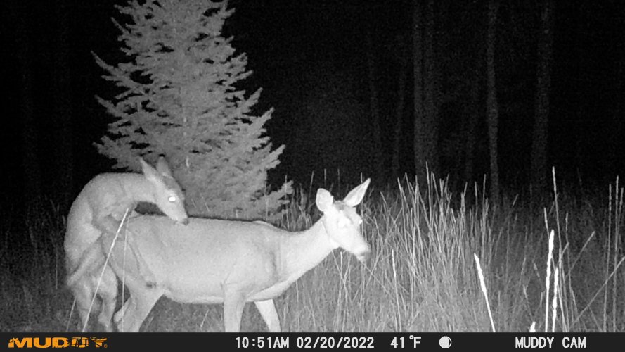 buck fawn mounting doe 2026.JPG