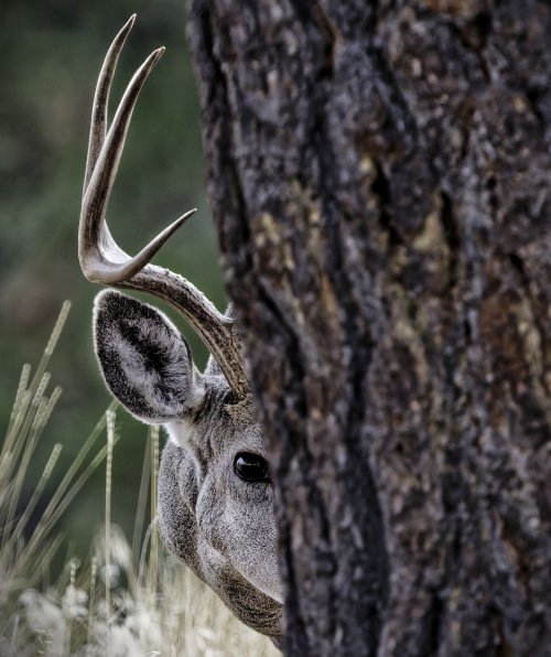 DXObuck_ppine_crop.jpg