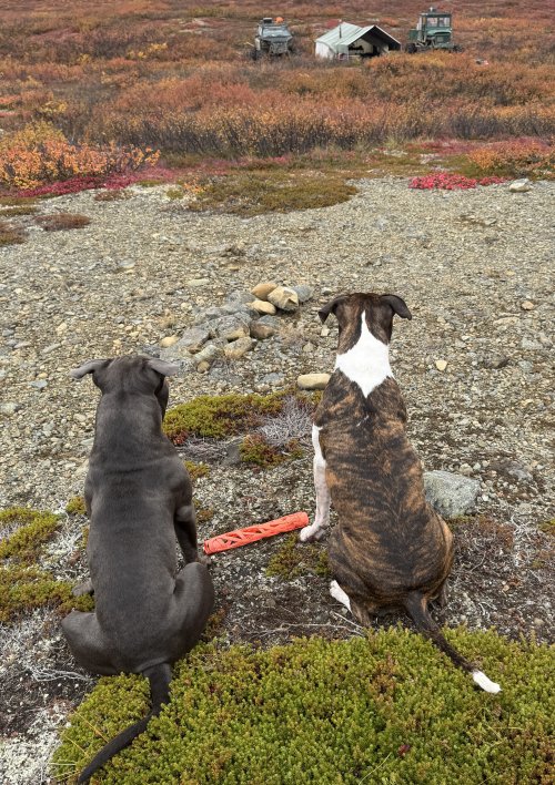 camp dogs.jpeg