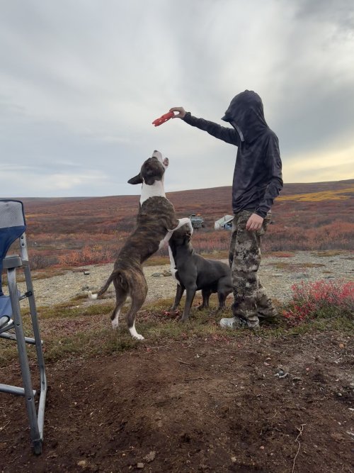 camp dogs 1.jpeg