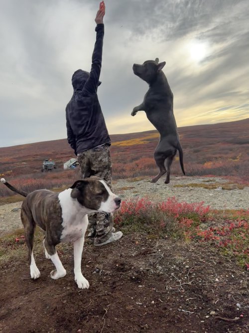 camp dogs 2.jpeg