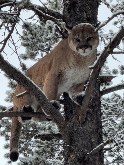 cougar 2024.jpg cougar 2024.jpg