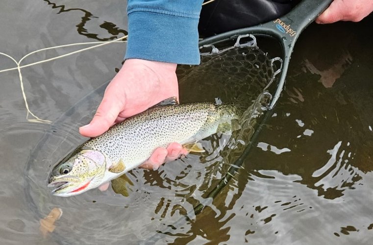 Alaskan cutthroat.jpg Alaskan cutthroat.jpg