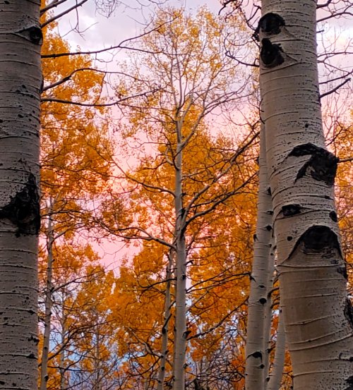 aspen pink sunset elks club 10.26.jpg
