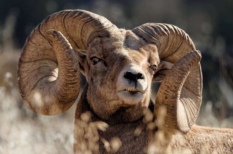 DXO_Oct_Ram4.jpg