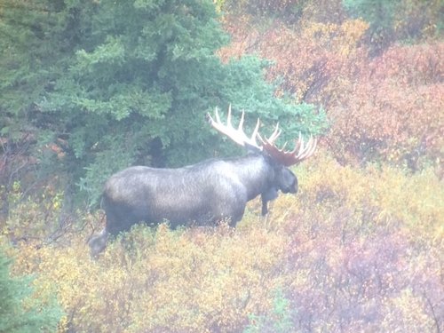 2016 Bull moose.jpg 2016 Bull moose.jpg