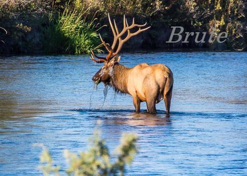 Stream Bull  72 a-9358.jpg