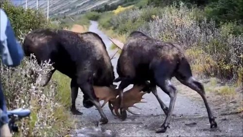 Moose+rut+Courtesy+Brian+Watkins.jpg Moose+rut+Courtesy+Brian+Watkins.jpg