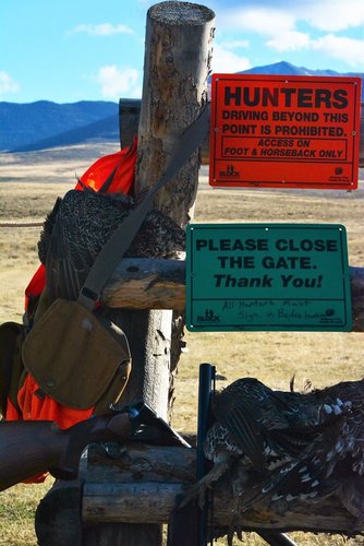 grouse.jpg