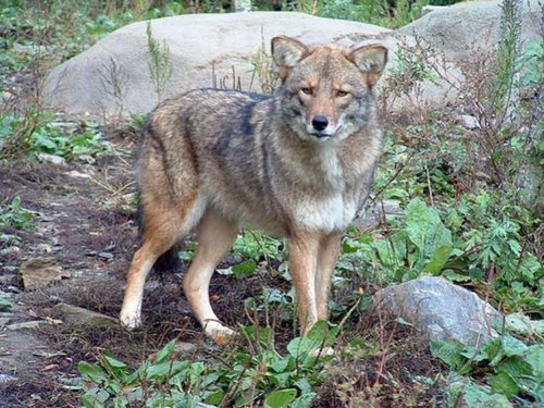 meet_thecoywolf.jpeg.size.custom.crop.867x650.jpg