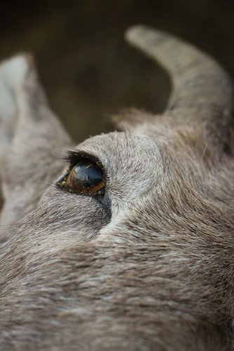 Montana Sheep Hunt-7.jpg Montana Sheep Hunt-7.jpg