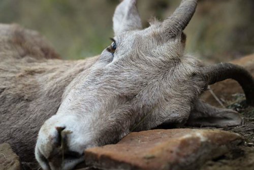 Montana Sheep Hunt-8.jpg Montana Sheep Hunt-8.jpg