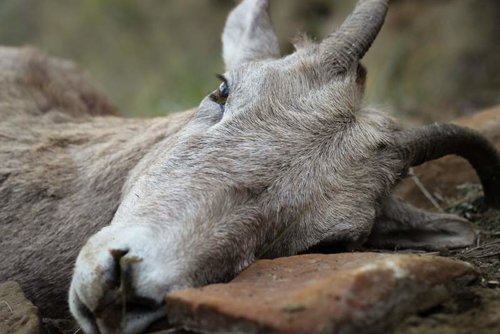 Montana Sheep Hunt-8.jpg