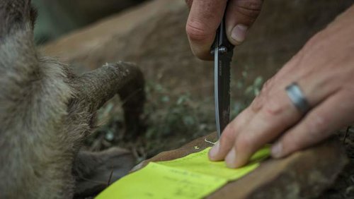 Montana Sheep Hunt-9.jpg Montana Sheep Hunt-9.jpg