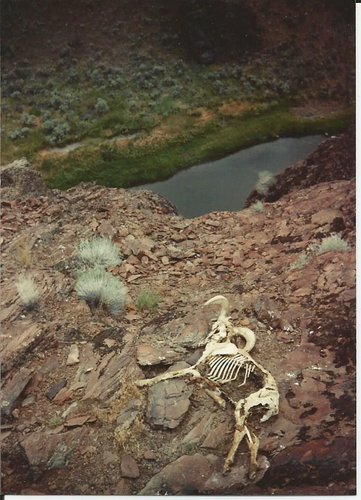 Owyhee Bighorn.jpg