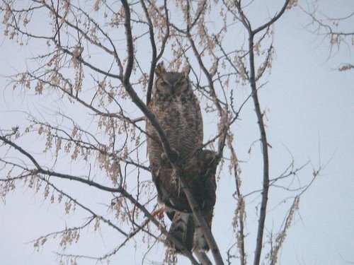 owl.jpg