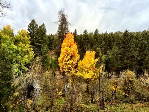 FallColor - Copy.jpg FallColor - Copy.jpg