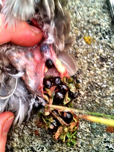 JuniperBerrie - Copy.jpg