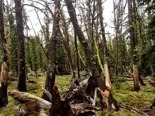 The Timber - Copy.jpg The Timber - Copy.jpg