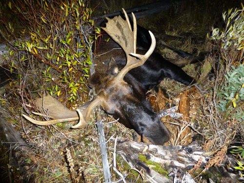 moose2.jpg moose2.jpg