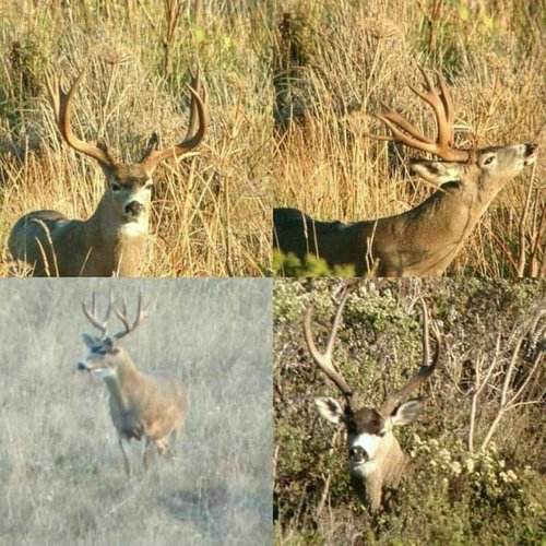 CA Deer 5.jpg CA Deer 5.jpg