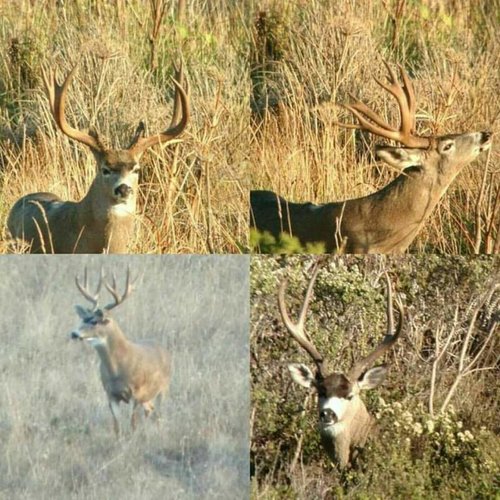 CA Deer 5.jpg