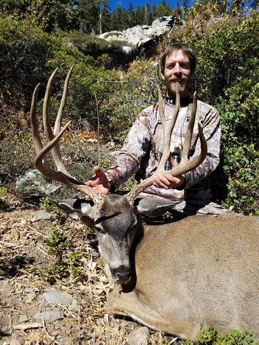 CA Deer 2.jpg CA Deer 2.jpg