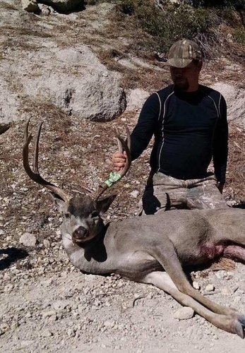 CA Deer 1.jpg CA Deer 1.jpg