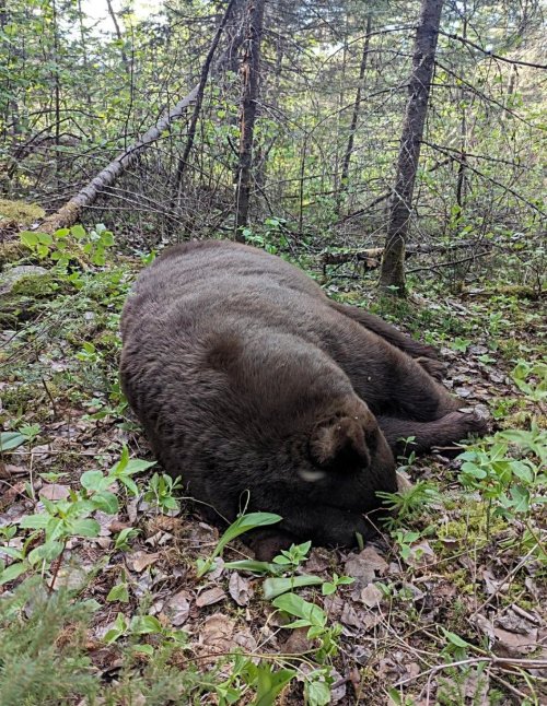 Bear2.jpg