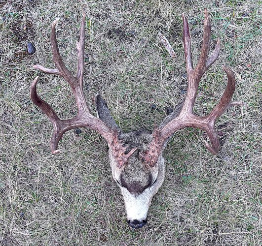 2026 ID Mule Deer 3.jpg