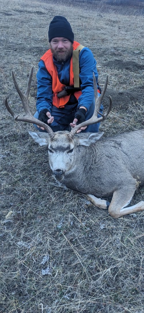 Muley buck 2.jpg