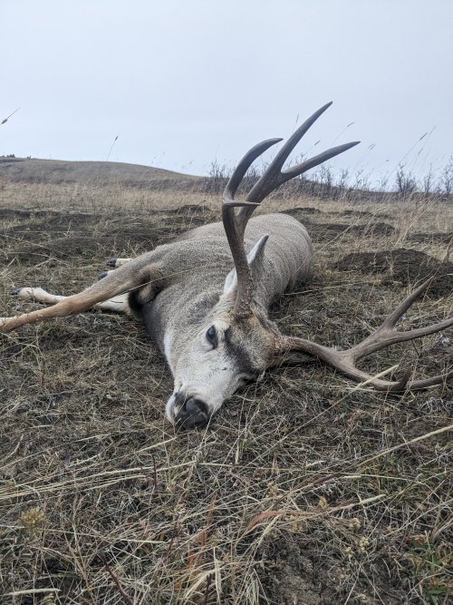 Muley buck.jpg