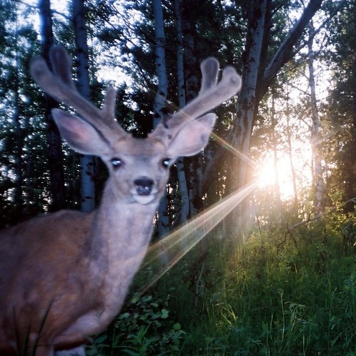 Fremont Co Deer 1.jpg