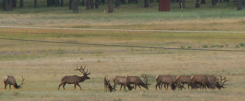 Alpine AZ Bulls.jpg