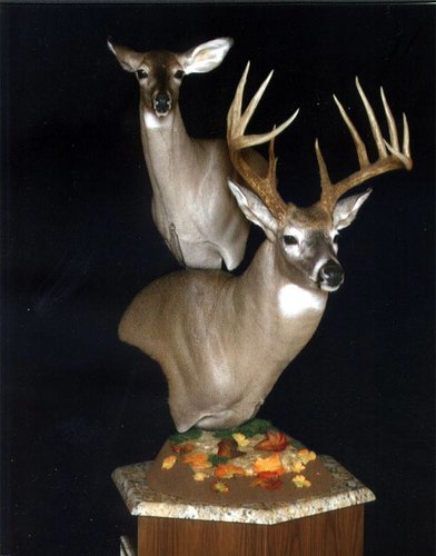 buckdoe.jpg