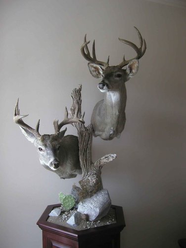 Double Coues.jpg