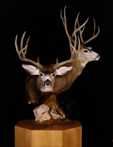 muledeer.jpg