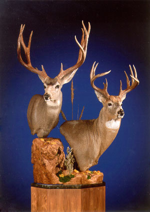 muledeerwtail.jpg