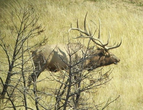 elk (3).jpg