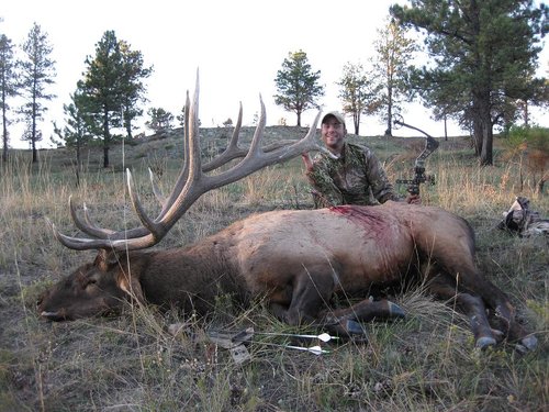 08elk3sized.JPG