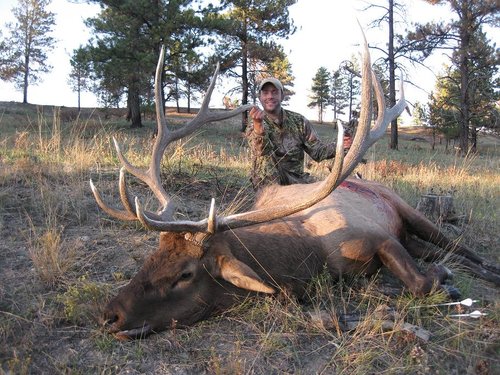 08elk1sized.JPG