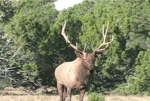 Meadow Bull 3.jpg