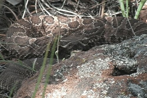 Snake 1.jpg