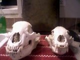 2008 bear skulls.JPG