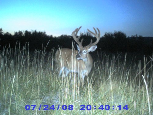 My Hopeful Buck for 08.jpg